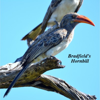 Bradfield's Hornbill